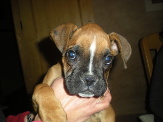 Esta es mi boxer Sherchaan